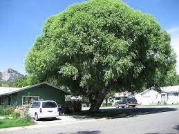 Globe Willow Best Shade Trees Desert Landscaping Shade Trees