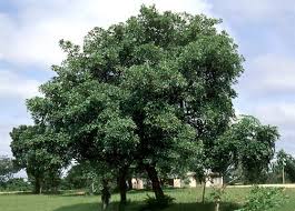 Image result for Agelanthus terminaliae