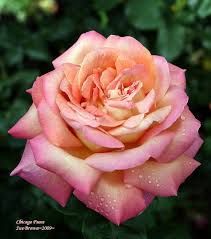 Mostly single roses that are borne on single stems; Today S Bloom Is Hybrid Tea Rose Chicago Peace Rosa