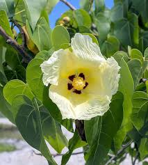 Image result for Thespesia