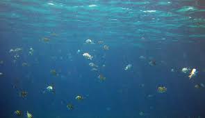 Tripadvisor has 52,548 reviews of kapolei hotels, attractions, and restaurants making it your best kapolei resource. Snorkeling Kahe Point Unique Alive But Not For Beginners