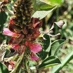 Image result for Indigofera schimperi