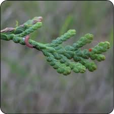 Image result for argyresthia thuiella thuja symptoms