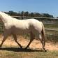 Working Horsemanship Clinic Fine Print Farms event image