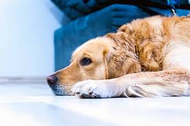 Rabies, dappv, bordetella, lepto, and heartworm testing. How To Vaccinate Your Dog At Home Step By Step Guide