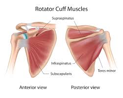 Want to learn more about it? Common Shoulder Muscle Problems Buxton Osteopathy Clinic
