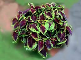 Image result for Coleus foliatus