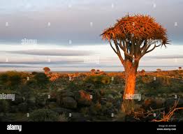 Image result for Cyphostemma hermannioides