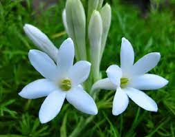 Bunga lavender memang merupakan jenis bunga yang menawan, warna ungu serta wanginya yang semerbak menjadi daya tarik utama dari tanaman ini. Jenis Bunga Yang Wangi Pada Malam Hari