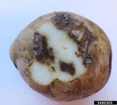 Vegetable Potato Identifying Diseases Umass Center For