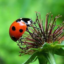 Ladybird 10 By Magic Moments Ladybird Ladybug Bugs And Insects
