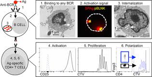 Her condition was said to be a reaction from the covid astra. B Cells Loaded With Synthetic Particulate Antigens A Versatile Platform To Generate Antigen Specific Helper T Cells For Cell Therapy Nano Letters X Mol