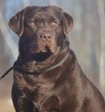 Noble S Page Family Loved Labs English Labradors For Sale English Labrador Labrador Retriever Chocolate Labrador Retriever