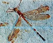 Image result for Pterygota