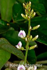 Image result for Neonotonia