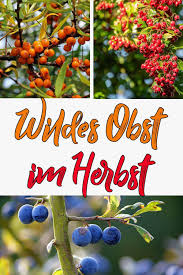 Wildes Obst Im Herbst Was Kann Man Ernten Schlehdorn Weissdorn Mispel Sanddorn Und Co Essbare Pflanzen Krauterpflanzen Pflanzen