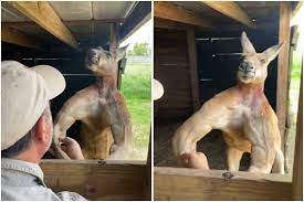 Органайзер kangaroo keeper супер вещь! Viral Video Of Hunky Kangaroo In Texas Is Pushing Netizens To Start Working Out