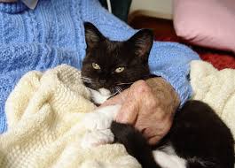 One theory is that this keen sense of smell allows them to detect changes in the body. The Grim Reaper With Whiskers Can Cats Actually Predict Death Hellocare