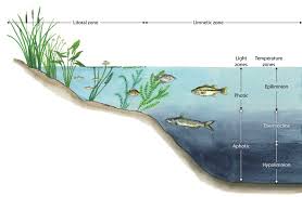 The habitat preferred or required can change through time as some animals need to move to different habitats during different life stages. Pond Lake Zone Identification Kasco Marine