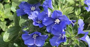 They do get mid day shade, the sun they receiving is morning (until 11ish) and afternoon (after 3ish). Dwarf Morning Glory Info Caring For And Growing Evolvulus Glomeratus