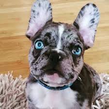 French Bulldog Black And Blue Eyes Pin By Lia Pissanos On Frenchie Devotion Brand Frenchie Bulldog Cute Funny Animals Funny Animals