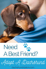 Germanees puppies for adoption (female) $0. Top 90 Dachshund Rescues In The Usa Dachshund Station Dachshund Rescue Dachshund Adoption Cute Dog Toys