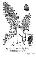 Image result for Hymenophyllum tunbridgense
