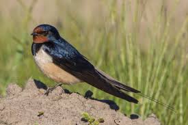 Image result for Aspidoglossum hirundo