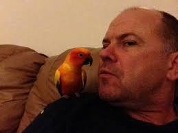 Lost sun conure in Henderson, NV area