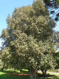 Image result for Lagunaria patersonia