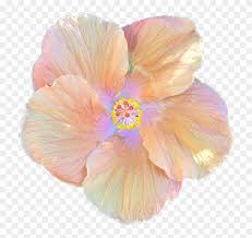 Check spelling or type a new query. Hibiscus Flower Cartoon 19 Buy Clip Art Hibiscus Flower Png Transparent Background Free Transparent Png Clipart Images Download