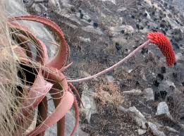 Image result for Aloe decurva