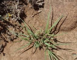 Image result for Stenostelma capense