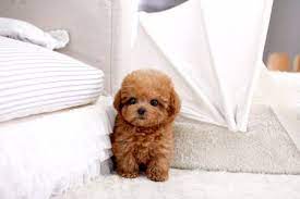 Maybe you would like to learn more about one of these? Teacup Poodle Ultimate Guide Intelligence Personality Trainability Etc
