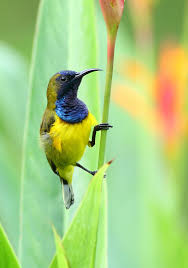 Pin On Birds