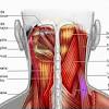 We hope this picture head and neck muscles diagram can help you study and research. 1