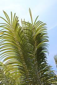 Image result for Cycas thouarsii