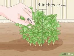 Select new shoots from the plant that is at least 20 cm long. 7 Simple Ways To Harvest Oregano Wikihow