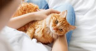 Gabapentin was administered as an iv bolus (5 mg/kg), orally (10 mg/kg) as. Gabapentin For Pets Dosage General Information Petcoach