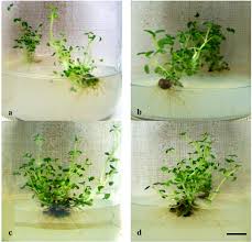 Image result for Ocimum minutiflorum