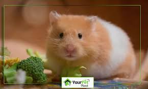 That is, the form that most closely resembles the animal ( mesocricetus auratus) in nature it has. Teddy Bear Baby Teddy Bear Cute Hamster Novocom Top