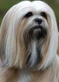 Lhasa Apso Breed Information History Health Pictures And More