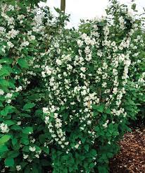 Liner sizes 2 1/4, 4, quick turn. A New Twist On A Fragrant Classic Finegardening