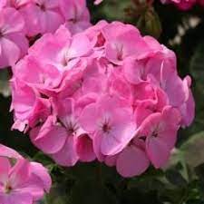 Geranium Horizon Lavender Bunga Benih Asli