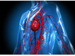 What Are The Effects Of Exercise On The Circulatory System 220 Triathlon