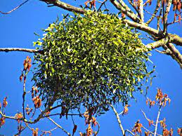 They use long poles with sickle blades to reach the plants on the uppermost branches and cut it from the tree. Why Do We Kiss Under The Mistletoe Mistletoe Folklore The Old Farmer S Almanac