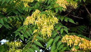 It is native to both northeast and central china and taiwan. Is The Tree Of Heaven Really The Tree Of Hell Hobby Farms