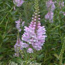 Maybe you would like to learn more about one of these? Physostegia Virginiana Hummingbird Plants Plant Images Plants