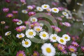 Pin On Photos Of Flowers