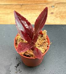 Image result for Malaxis schliebenii